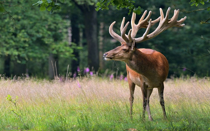 Cuernos de ciervo, 2020, Animales de la naturaleza, Escritorio HD Vistas:8578