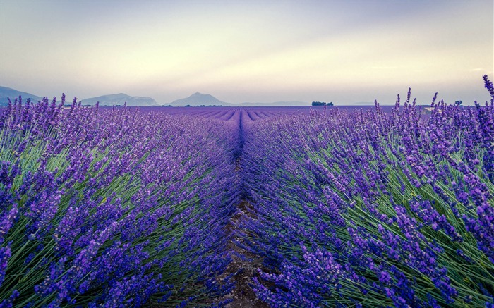 Campo de lavanda, 2020, Flores naturales, Escritorio 4K Vistas:10542