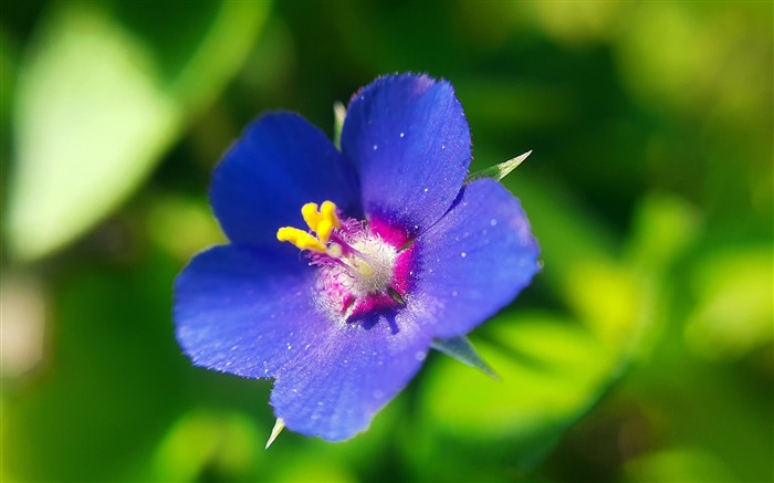 Scarlet Pimpernel Flower 2020 Plant HD Desktop Views:7314 Date:2020/9/25 19:35:07