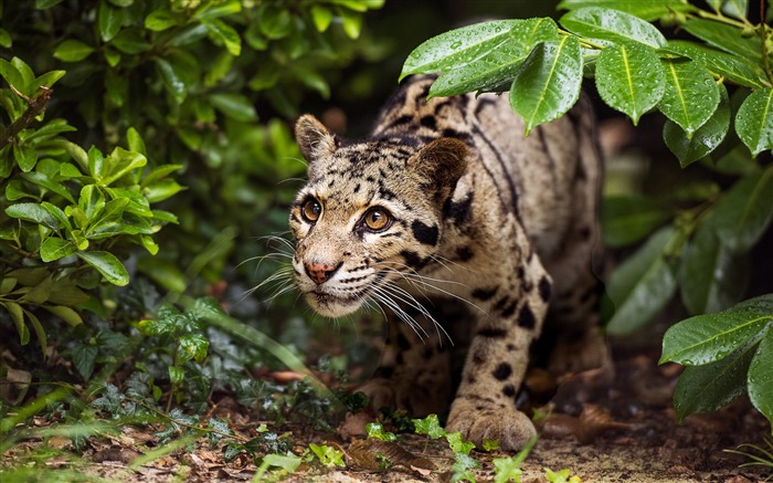 Um leopardo indiano à espreita, 2020, Bing, HD Desktop Visualizações:6821