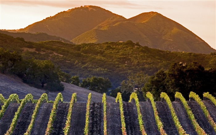 Vinhas da costa central, Califórnia, 2020, Bing, HD Desktop Visualizações:5731