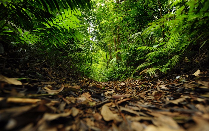 Chemin de la forêt tropicale verte, 2020, Paysage, Photographie HDR Vues:8086