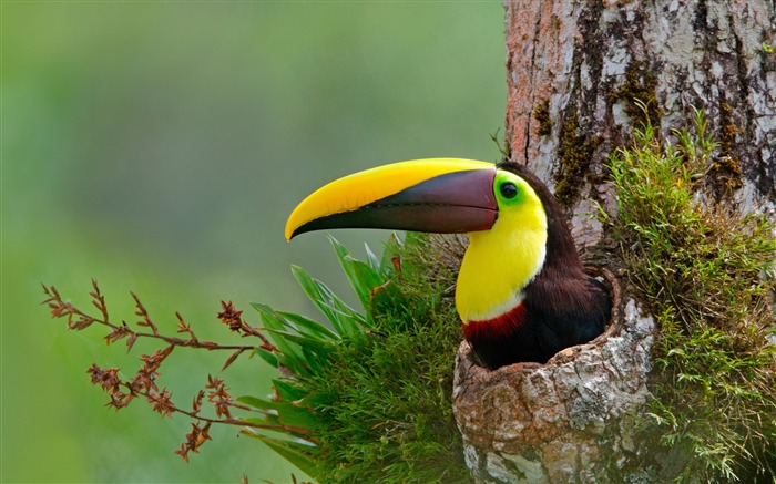 Tucano, Selva, Costa Rica, 2020, Bing, HD Desktop Visualizações:8169