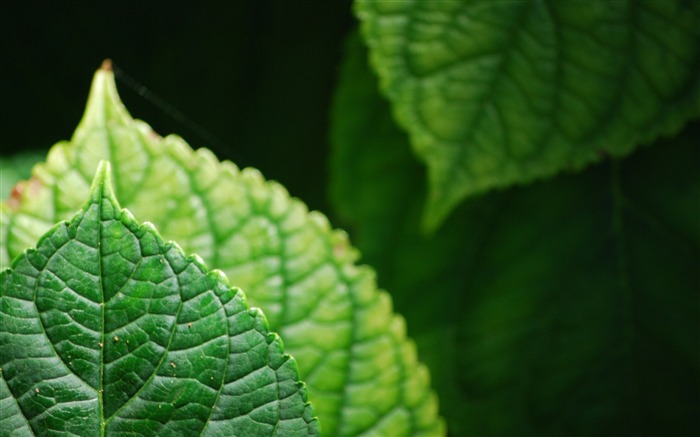 Hojas verdes puntiagudas y saludables, 2020, Naturaleza, Foto 4K Vistas:7125