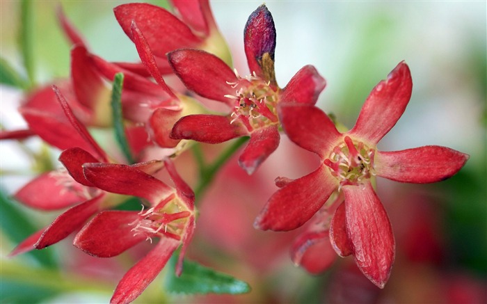 NSW Christmas Bush Flower 2020 Bing HD Desktop Views:5850 Date:2020/12/11 19:11:50