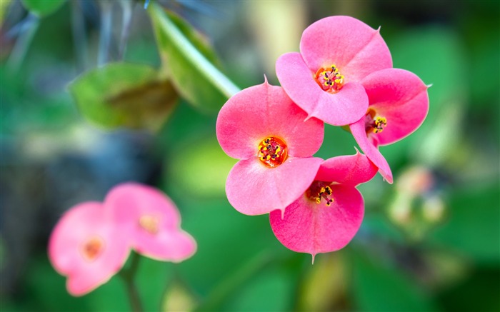 粉紅海棠，2020年，花，高清，拍攝 查看次數:5763