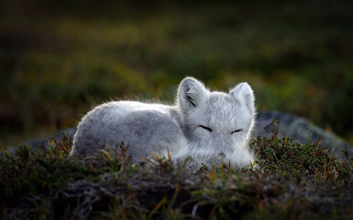 Sleeping Arctic fox 2020 Bing HD Desktop Views:7599 Date:2020/12/11 19:16:47