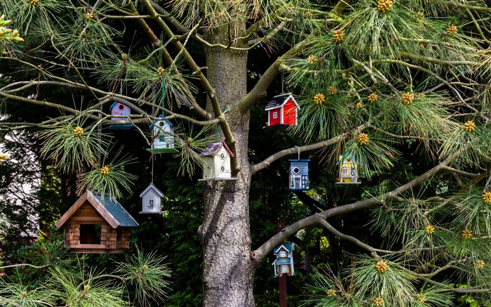 Tree birdhouse 2020 Bing HD Desktop Views:5715 Date:2020/12/11 19:22:31