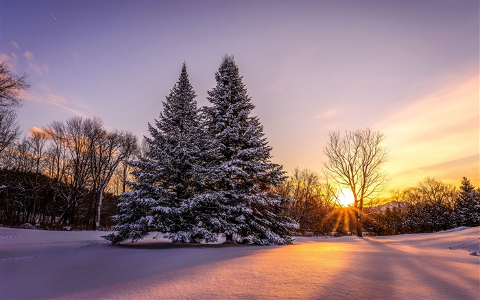 Invierno, pinos, puesta de sol, 2020, paisaje, foto 4K Vistas:9491