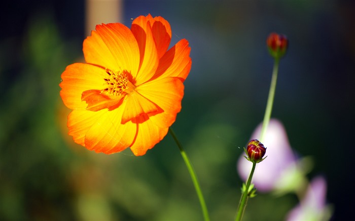 Flor de Laranjeira, 2021, Outono, Planta, HD, Foto Visualizações:7788