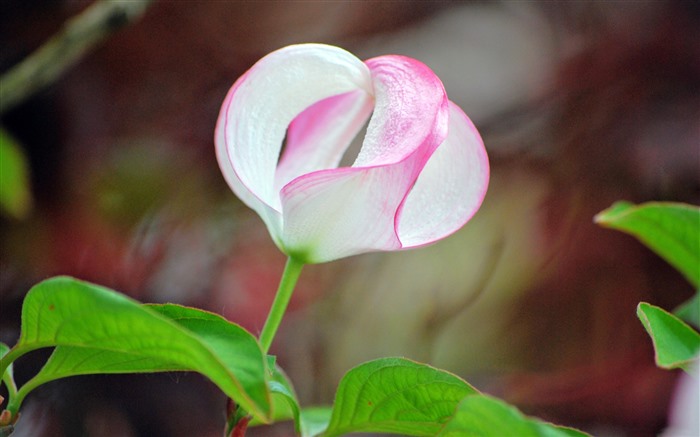 粉色花朵，2021，自然，植物，高清，照片 浏览:11178