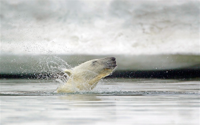 Ours polaire, Svalbard, Norvège, 2021, Bing, HD, Bureau Vues:7064