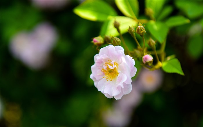 Rosa floreciente, 2021, primavera, flor rosa, foto HD Vistas:6709