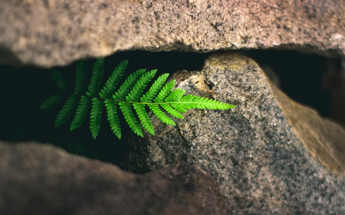 Planta de helecho, Grieta de piedra, 2021, Planta verde, Foto HD Vistas:7420