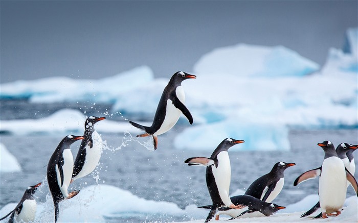 Gentoo penguins Danco Island Antarctica 2021 Bing Theme Desktop Views:7906 Date:2021/2/27 1:40:42