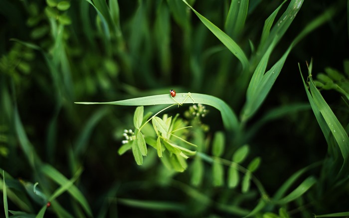 瓢虫，草，2021，春天，绿色的植物，高清写真 浏览:7133