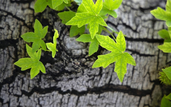 Leaves Tree bark 2021 Spring Plant 5K HD Photo Views:7022 Date:2021/2/20 2:18:39