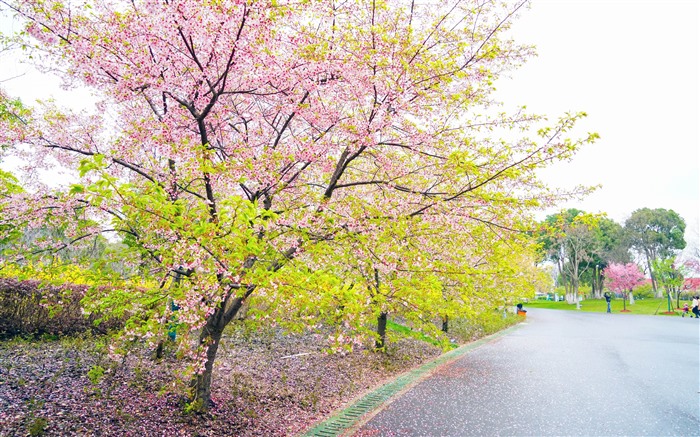 2021年3月，最佳，高质量，5K，壁纸专辑 浏览:21122