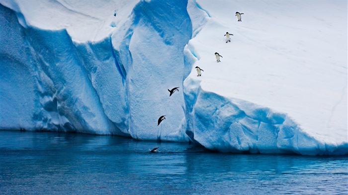 Adelie penguin Antarctica 2021 Winter 5K HD Photo Views:8051 Date:2021/4/30 5:31:57