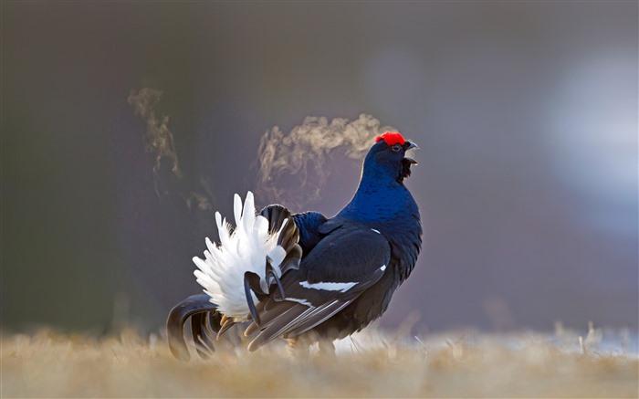 Black grouse Kuusamo Finland 2021 Bing 4K Desktop Views:7447 Date:2021/4/9 6:25:57