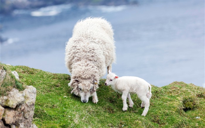 Grassland Sheep Scotland 2021 Bing 5K Desktop Views:6809 Date:2021/4/9 6:33:16