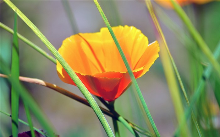 Orange, Fleur, 2021, Printemps, Plante, HD, Photo Vues:6180