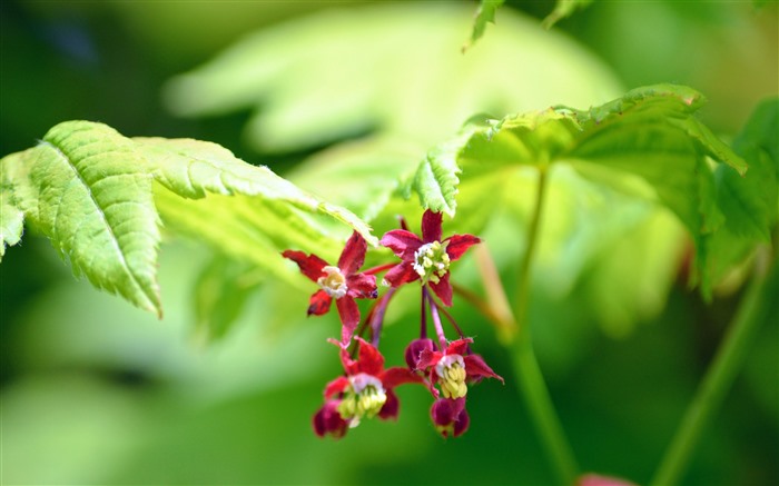 Red Star Flowers 2021 Spring Plant 4K Photo Views:6803 Date:2021/4/30 5:18:31