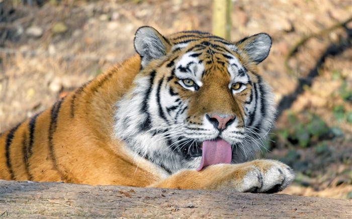 Tigre, Depredador, Lengua, 2021, Animal salvaje, HD, Foto Vistas:9337