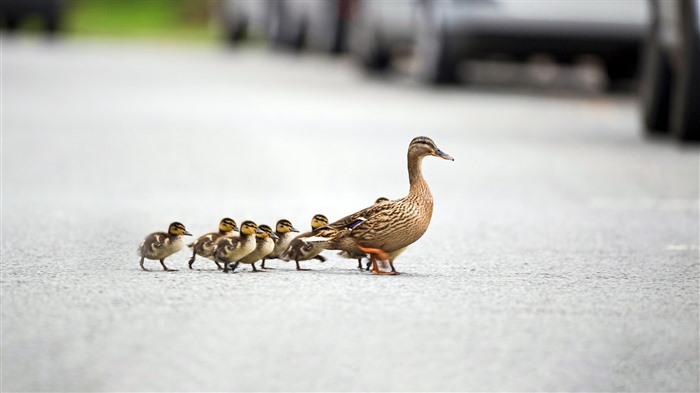 Mallard, Arundel, Sussex, 2021, Bing, 5K, Photo Visualizações:6989