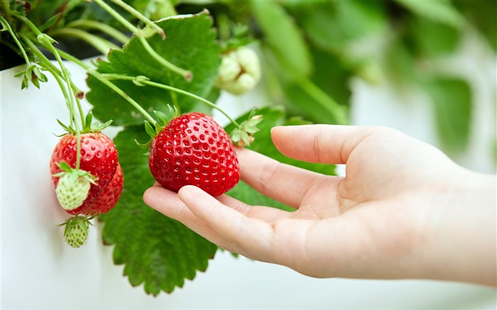 Morango, Close-up, 2021, Fruta, 5K, Foto Visualizações:6839