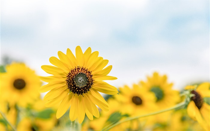 ひまわり、2021年、夏の花が咲く、5K、写真 ブラウズ:10490