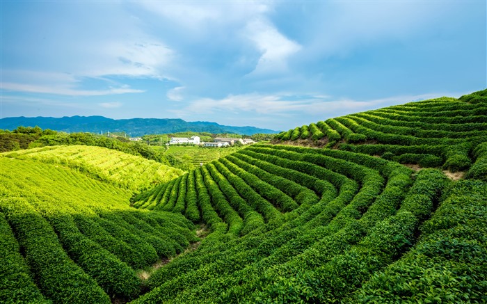 茶園の風景、2021年、夏、5K、写真 ブラウズ:9169