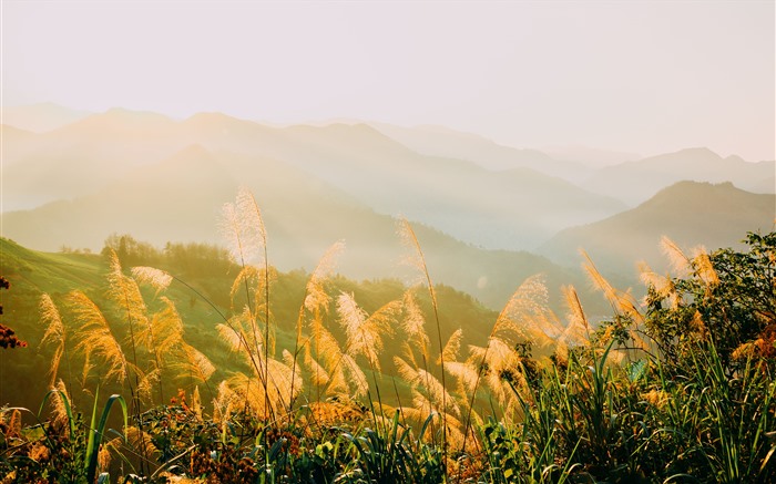 清晨，山，雾，杂草，2021，风景，5K，照片 浏览:9553