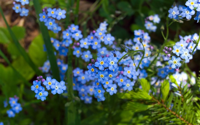 나를 잊지 마세요 꽃, 식물, 2021, 자연, 5K, 사진 찾아보기 :6248