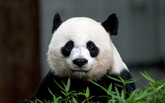 China, Panda, 2021, Lindo, Animal, 5K, Foto Vistas:8713