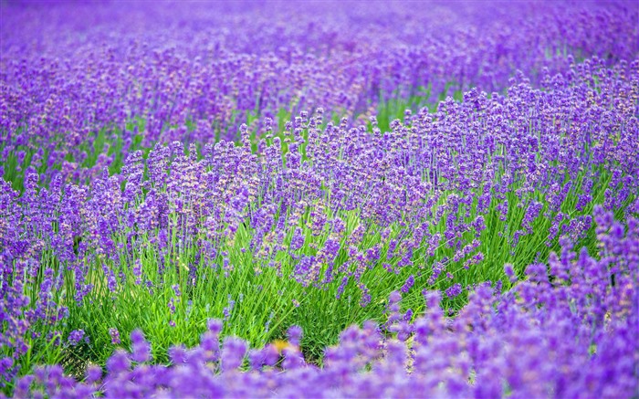 Púrpura, Romántico, Lavanda, 2021, Flor, 5K, Foto Vistas:8469