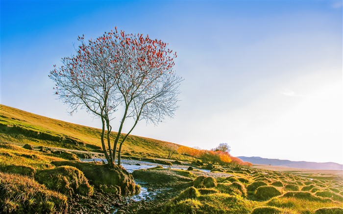 árbol de hojas rojas, Sol, Ladera, 2021, Oto?o, HD, Foto Vistas:7567