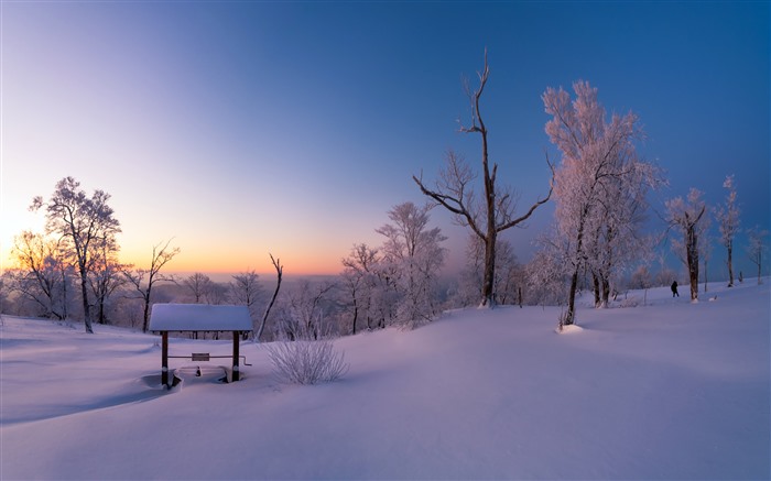 Escarcha, 2021, Invierno, Selva, Amanecer, HD, Foto Vistas:8229