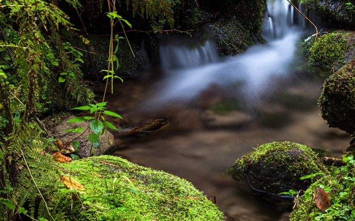 Rocks Moss Waterfall 2021 Spring Jungle HD Photo Views:7211 Date:2021/8/27 1:34:30