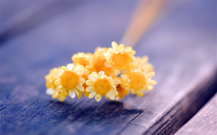 Yellow Small helichrysum 2021 Bench Park HD Photo Views:6512 Date:2021/8/27 1:18:06