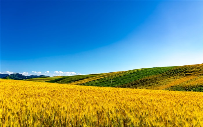 Dreamy, Grassland, 2021, Autumn, Scenery, 5K, Photo Visualizações:10248