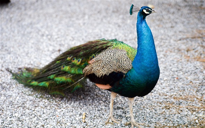 Blue Peacock 2021 Animal world HD Close Up Views:4680 Date:2021/10/12 12:33:13