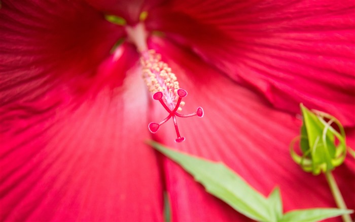 Rouges, pétales de fleurs, pollen, 2021, plante, hd, photo Vues:5232