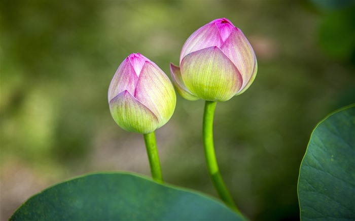 夏天，莲花，花蕾，2021，花，特写，照片 查看次數:5160