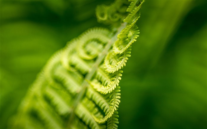 熱帶雨林，蕨類植物，2021，綠色，植物，宏觀 查看次數:5179