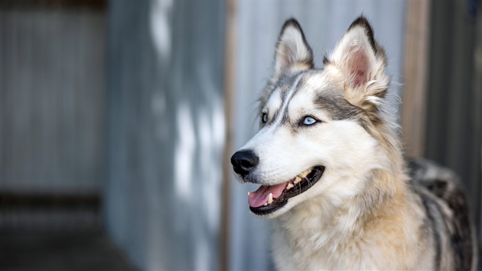 Husky, c?o, animal de estima??o, 2021, animais, 5K, close up Visualizações:6021