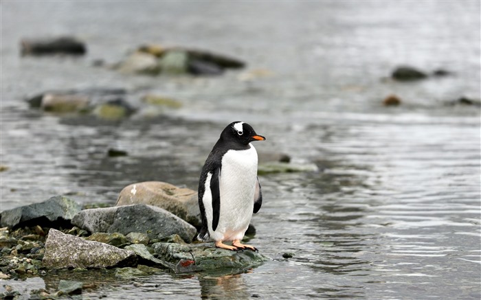 ペンギン、2021年、南極、川、動物、5K、写真 ブラウズ:6602