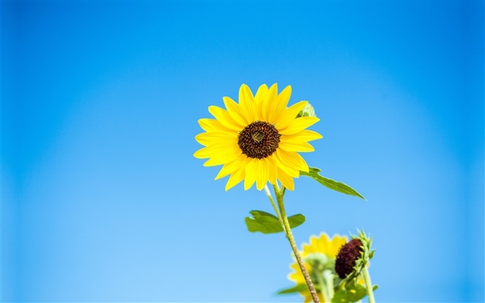 Cuatro estaciones, Flores, 2022, Plantas, Fotografía, Tema Vistas:24016