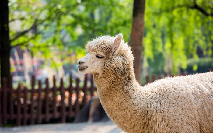 可愛,白色羊駝,2022,野生動物園,5K,照片 查看次數:6524