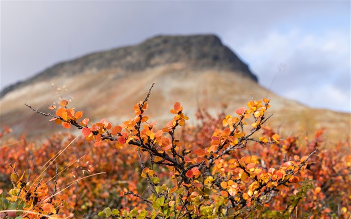 Finlande, bouleau, automne, 2022, paysage, 5k, photo Vues:6887